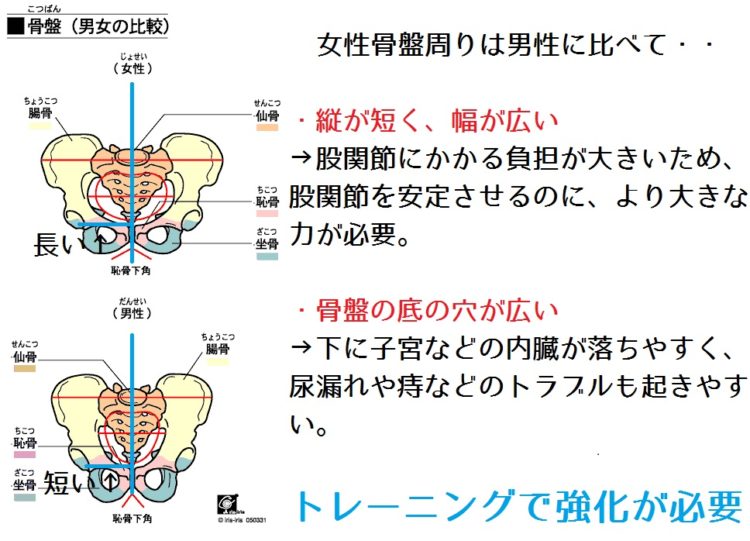 女性の骨盤周りの形が変わりやすい3つの理由 名古屋 栄のo脚改善 下半身ダイエット特化型パーソナルトレーニングジム